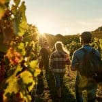 Drei Personen gehen am späten Nachmittag durch einen sonnenbeschienenen Weinberg, umgeben von Weinstöcken. Das Sonnenlicht erzeugt einen warmen Schein, während sie zwischen den Pflanzenreihen spazieren gehen.