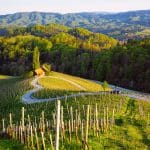 Eine kurvenreiche Straße schlängelt sich durch einen grünen Weinberg mit einem kleinen Haus an einer Seite, umgeben von sanften Hügeln und bewaldeten Bergen unter einem klaren Himmel.
